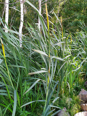 Typha latifolia