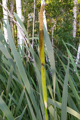 Typha latifolia