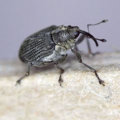 Ceutorhynchus obstrictus