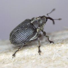 Ceutorhynchus obstrictus