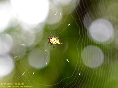 Gasteracantha sauteri