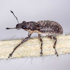 Coelositona cambricus