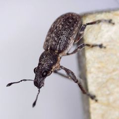 Coelositona cambricus