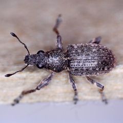 Coelositona cambricus