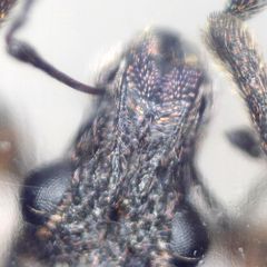 Coelositona cambricus