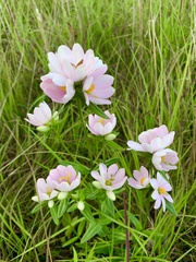 Sabatia capitata