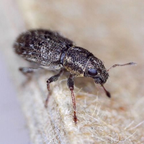 Clover Weevil, photo 6 of 8
