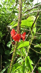 Stachytarpheta mutabilis