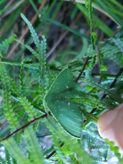 Prasinocyma iosticta