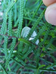 Prasinocyma iosticta