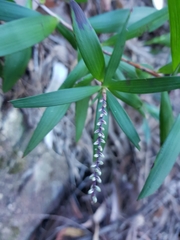 Leucopogon affinis