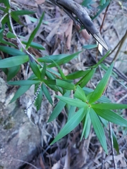 Leucopogon affinis