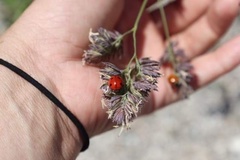 Coccinella septempunctata