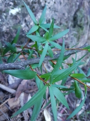 Leucopogon affinis