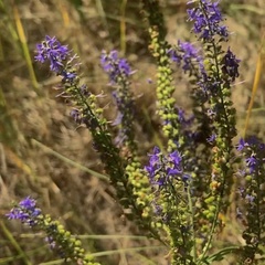 Veronica spuria