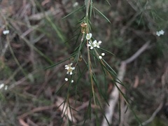 Baeckea linifolia