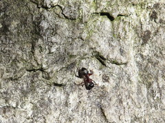 Camponotus ligniperda