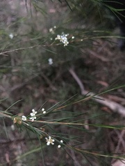 Baeckea linifolia