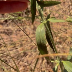 Veronica spuria
