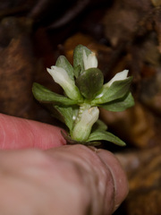 Obolaria virginica