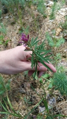 Trifolium lupinaster