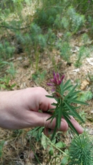 Trifolium lupinaster