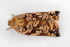 Archips oporana