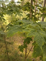 Acer platanoides