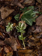 Obolaria virginica
