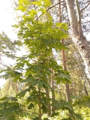 Acer platanoides