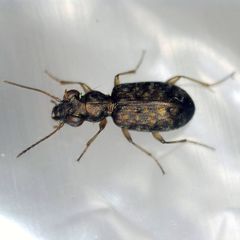Asaphidion curtum