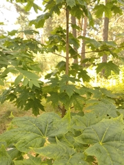Acer platanoides