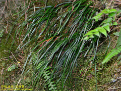 Haplopteris anguste-elongata