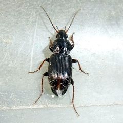 Pterostichus vernalis