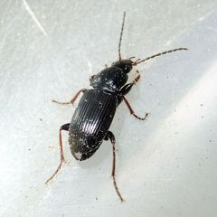 Pterostichus vernalis