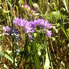 Vicia cracca