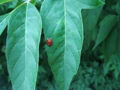 Harmonia axyridis