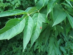 Harmonia axyridis