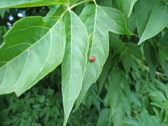 Harmonia axyridis