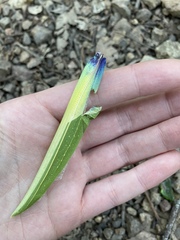 Tropidoderus childrenii