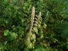 Turkestan Motherwort - Photo (c) ruslan, some rights reserved (CC BY-NC), uploaded by ruslan