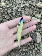 Tropidoderus childrenii