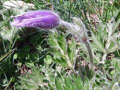 Pulsatilla montana
