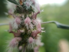 Leonurus turkestanicus