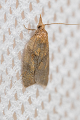Sparganothis pilleriana