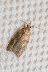 Sparganothis pilleriana