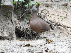 Crypturellus obsoletus