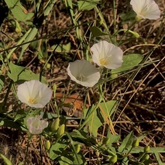 Convolvulus arvensis