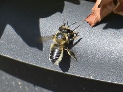 Megachile willughbiella