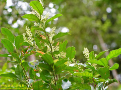Itea